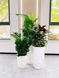 宁波镇海绿植租摆方案来袭，营造专属绿色氛围